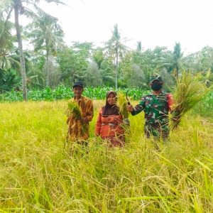 Komsos, Serda Heri Indarto Dampingi Warga Desa Siringjaha Lamsel Panen Padi