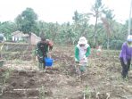 Serda Heri Indarto Bantu Warga Desa Talangbaru Memupuk Jagung