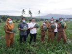 Nanang Ermanto Panen Buah Semangka, Bibit : Lima Bulan Dua Kali Panen