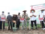 Tanam Perdana, Nanang Harap Pisang Barangan Merah Jadi Komoditi Unggulan Di Lamsel