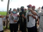 Dinas Pertanian Lamsel Gropyokan Tikus di Kecamatan Sidomulyo