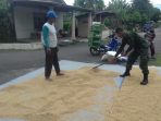 Petani di Kecamatan Sidomulyo Keluhkan Anjloknya Harga Gabah