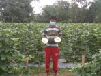 Warga Sidorejo Sulap Lahan Padi Jadi Wisata Kebun Melon Petik Sendiri