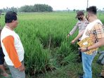 Makan Korban Lagi, Warga Desa Titiwangi Tewas Tersengat Listrik Jebakan Hama