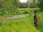 Gegara Rusak Tanaman, Bocah di Candipuro Dipaksa Makan Daun Sawit