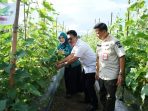 Ketua TP PKK Lampung Selatan Bersama Sekda Thamrin Panen Perdana Timun Hasil Petani Milenial di Kebun Edukasi
