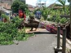 pohon tumbang akibat angin kencang di Jalan veteran simpang  empat Sukamandi lingkungan 04 Sukamandi way belerang Kelurahan Bumi Agung, foto : Tubagus Muhklas