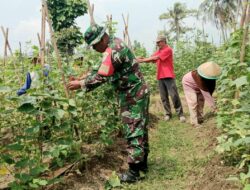 Babinsa Komsos Sambil Bantu Petani Bersihkan Rumput Liar Pada Tanaman Timun
