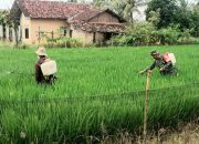 Antisipasi Serangan Hama, Babinsa Branti Raya Bantu Petani Semprot Tanaman Padi