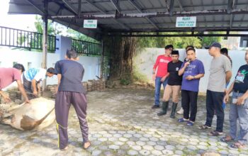 Tebar Kepedulian di Idul Adha 1447 H, Kemenag Lampung Selatan Potong 3 Ekor Sapi Kurban