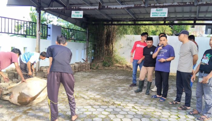 Tebar Kepedulian di Idul Adha 1447 H, Kemenag Lampung Selatan Potong 3 Ekor Sapi Kurban